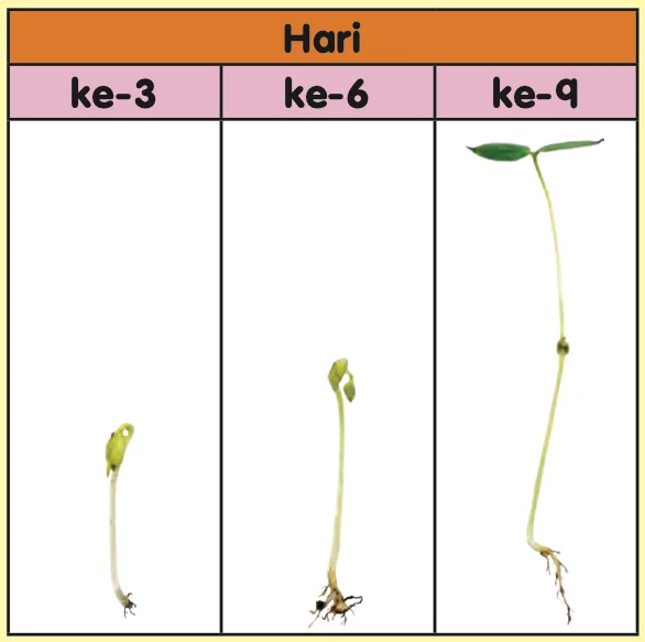 Tiga anak pokok kacang hijau pada hari ke-3, ke-6 dan ke-9; setiap satu lebih tinggi daripada yang sebelumnya