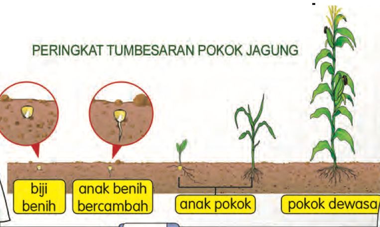 Peringkat tumbesaran pokok jagung: biji benih, anak benih bercambah, anak pokok dan pokok dewasa
