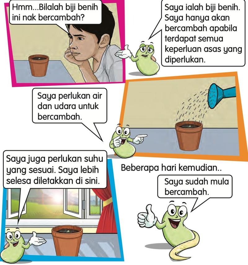 Seorang budak melihat pasu berisi biji benih; biji benih disiram air; pasu diletakkan di tepi tingkap; beberapa hari kemudian biji benih mula bercambah