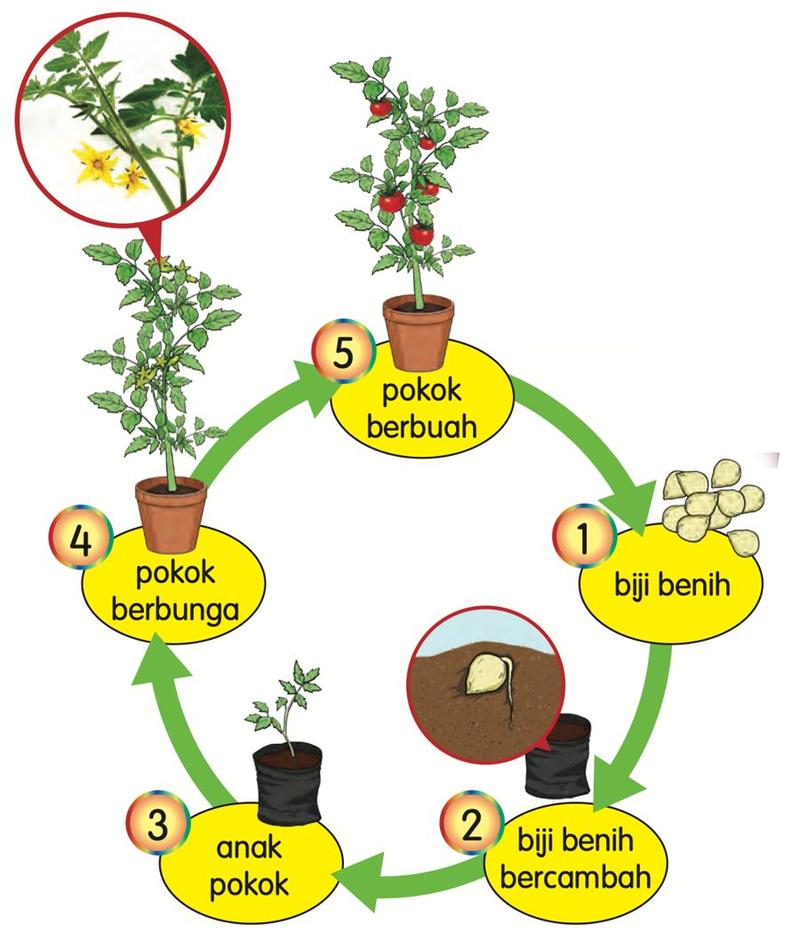 Lima peringkat tumbesaran pokok tomato dalam bulatan, bernombor 1 hingga 5