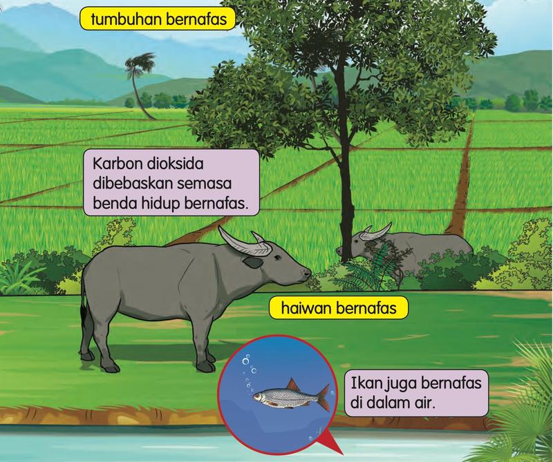Sebatang pokok, seekor kerbau dan seekor ikan di dalam air