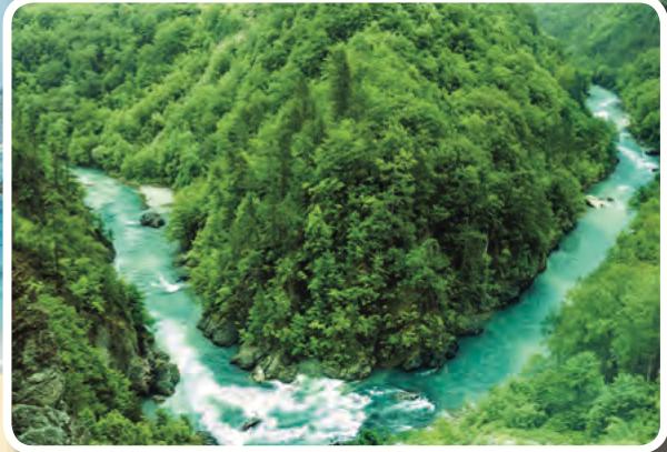 Sebatang sungai yang mengalir di dalam hutan hijau