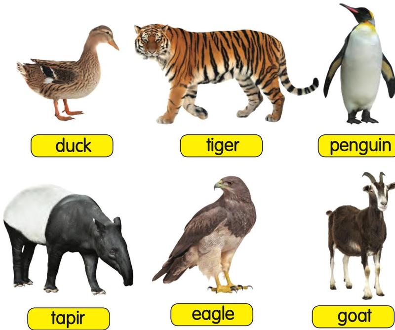 A duck, a tiger, a penguin, a tapir, an eagle and a goat
