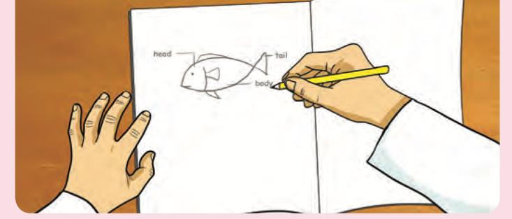 A pupil draws a fish in a book with the parts head, tail and body labelled