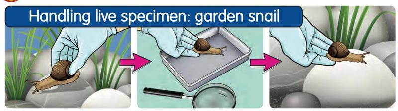 A gloved hand holds a garden snail, puts it in a tray beside a magnifying glass and releases it