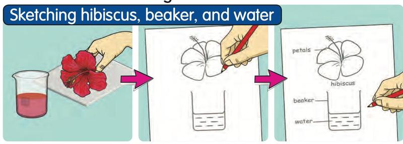 A hibiscus flower and a beaker are sketched, then the parts petals, hibiscus, beaker and water are labelled
