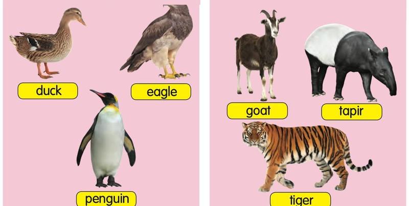 Two groups of animals: duck, eagle and penguin in one group; goat, tapir and tiger in the other group