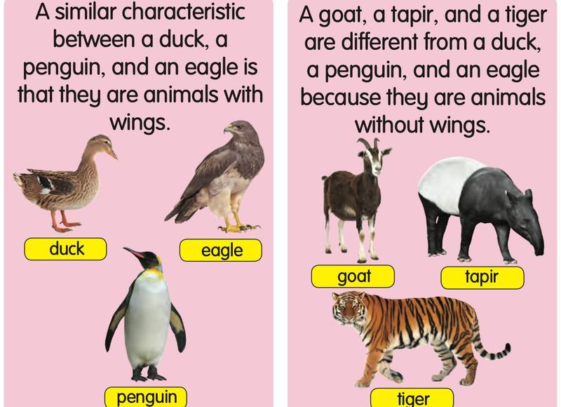 Duck, eagle and penguin in one group; goat, tapir and tiger in another group
