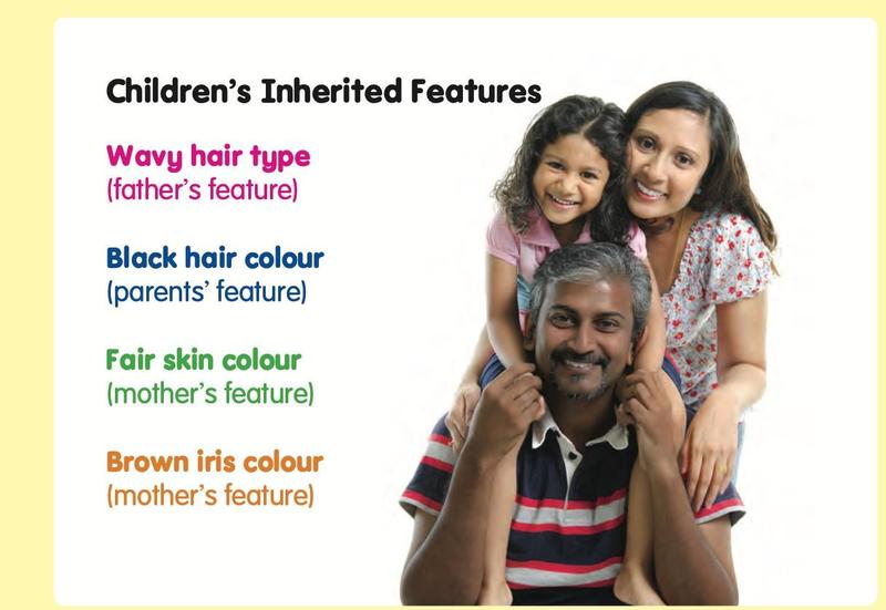 A girl with her mother and father, with a list of features she inherited