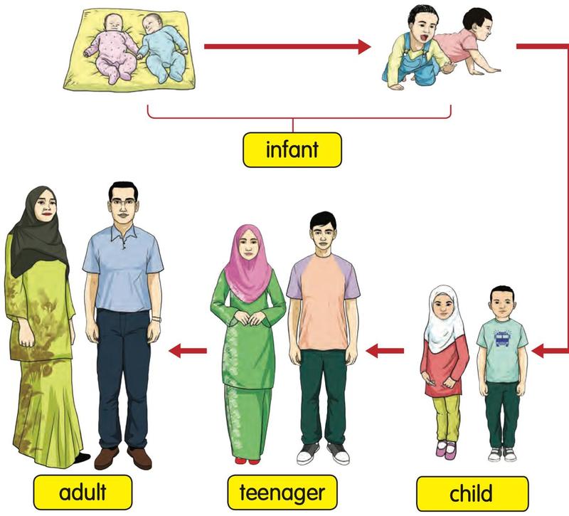 Babies, then a crawling infant, then children, teenagers and adults, joined by arrows