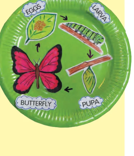 Paper plate chart of a butterfly life cycle: eggs, larva, pupa, butterfly