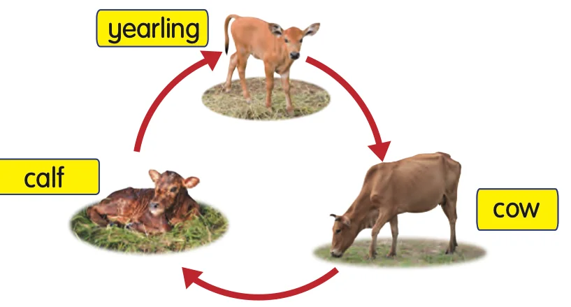 Life cycle of a cow: calf, yearling, cow