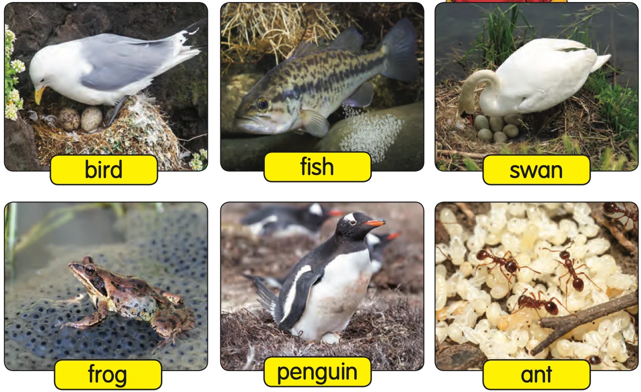 Bird, fish, swan, frog, penguin and ant