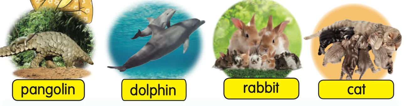 Pangolin, dolphin, rabbit and cat