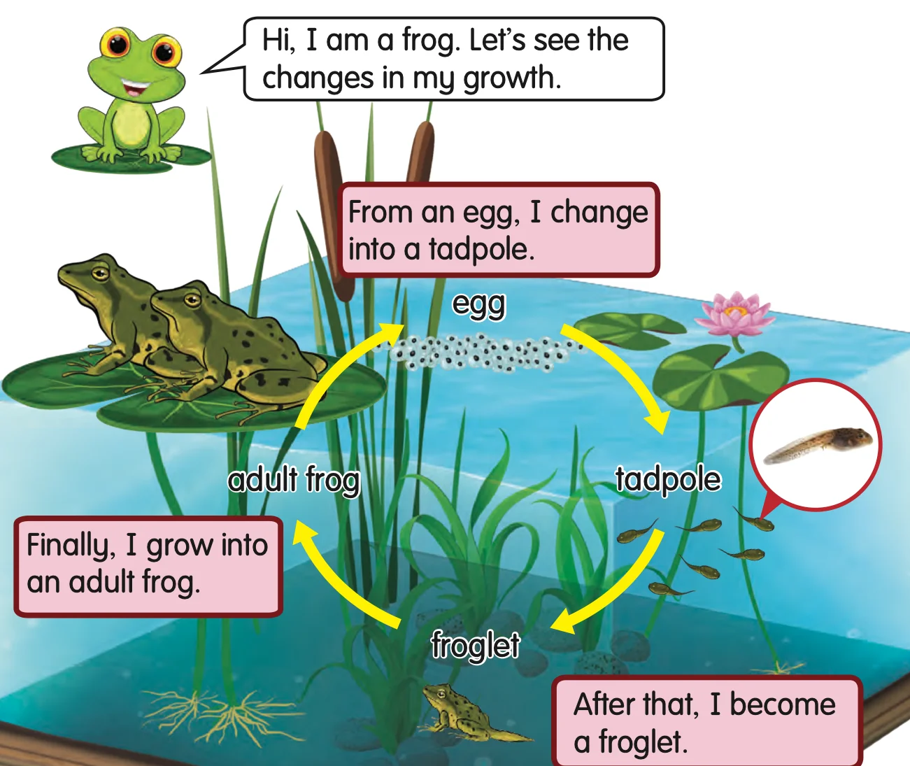 Life cycle of a frog: egg, tadpole, froglet, adult frog