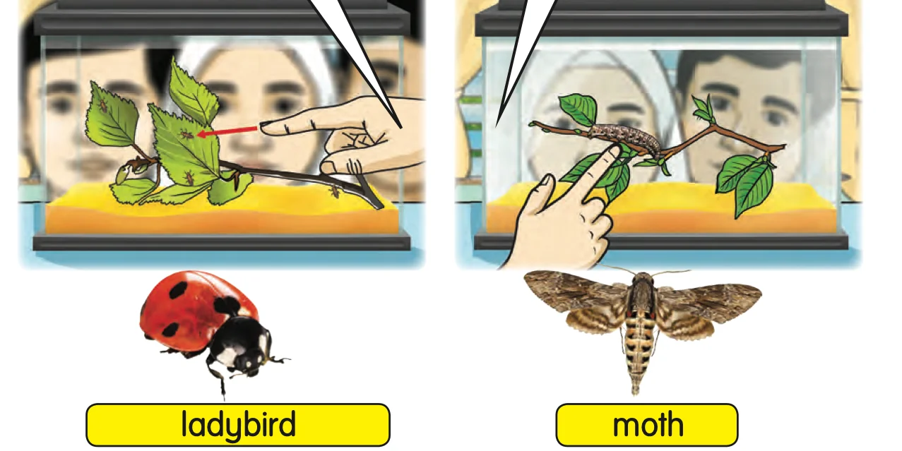 A ladybird and a moth with their larvae