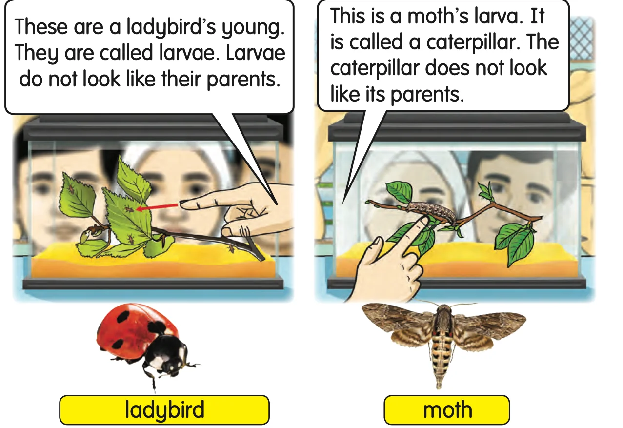 A ladybird and a moth with their larvae, which look different