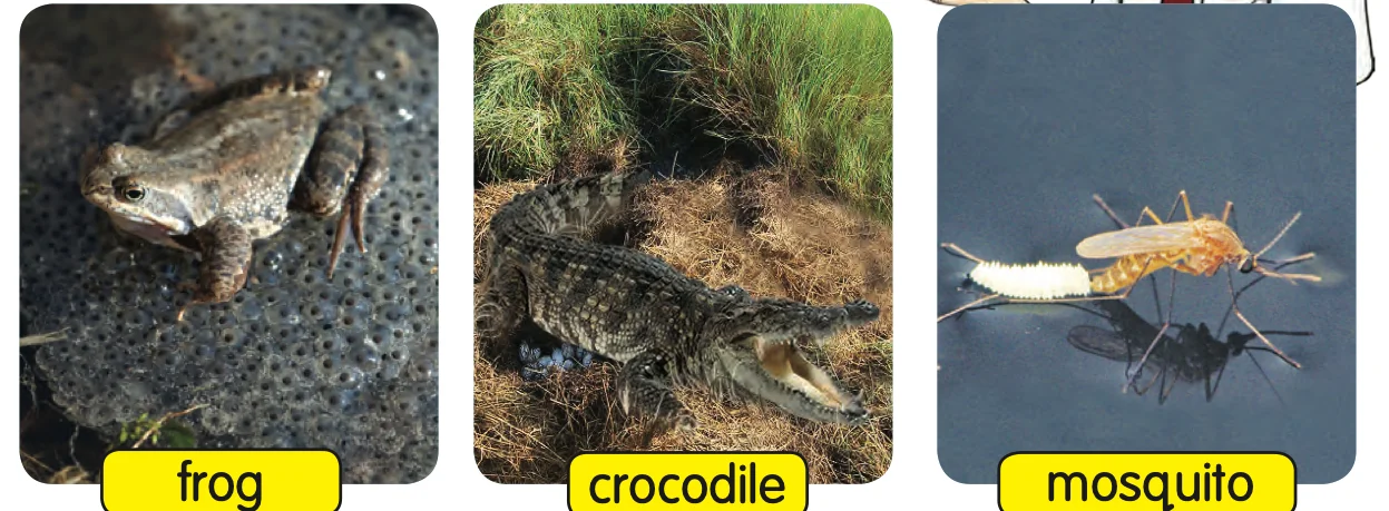 A frog, a crocodile and a mosquito, three animals that lay eggs