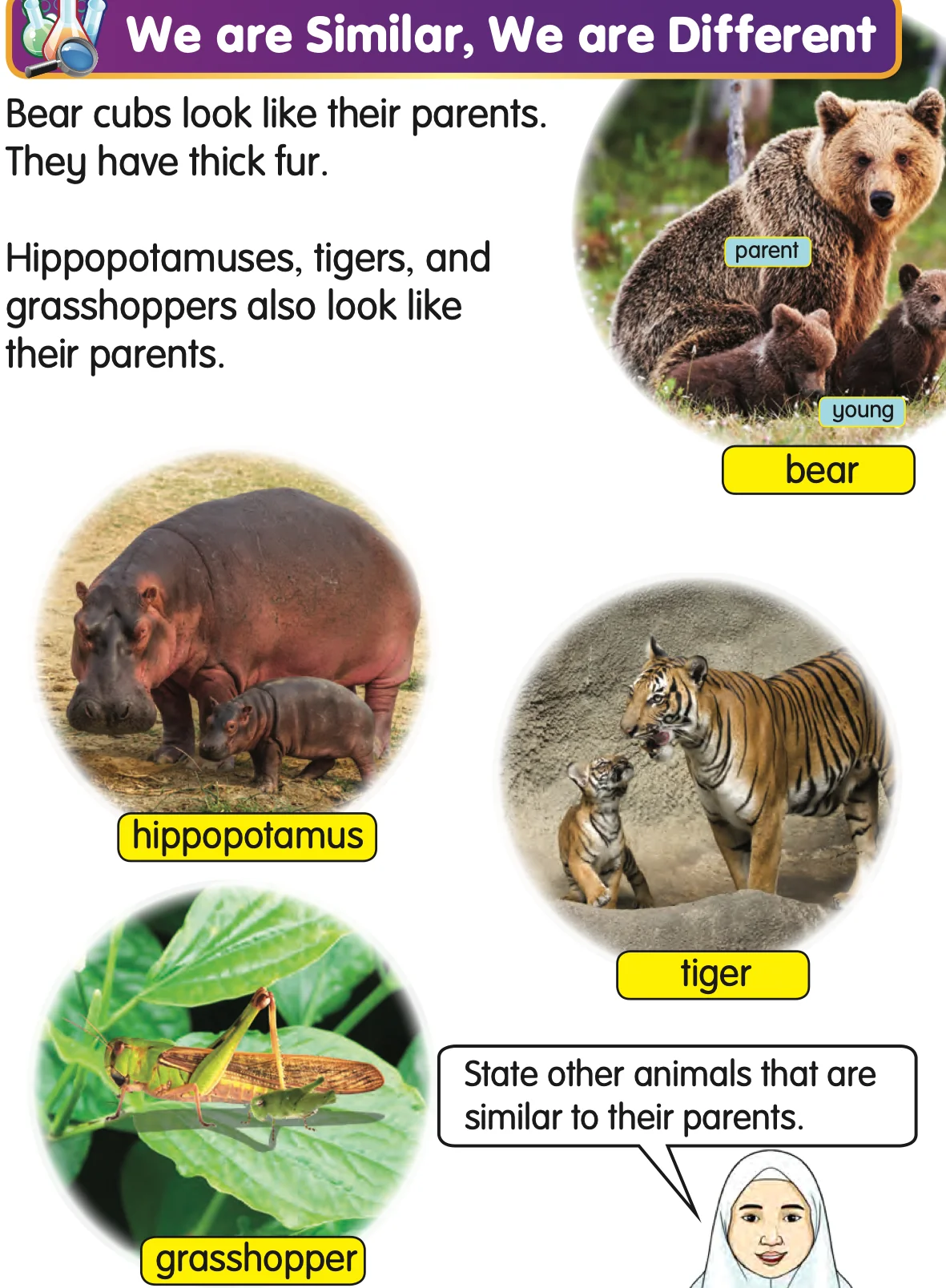 Bear, hippopotamus, tiger and grasshopper, each with its young