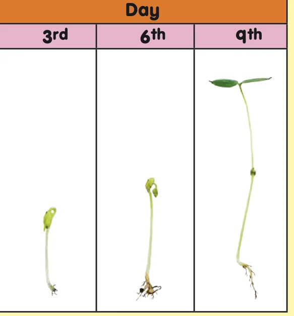 Three green bean seedlings, on day 3, day 6 and day 9, each taller than the one before