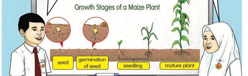 Growth stages of a maize plant