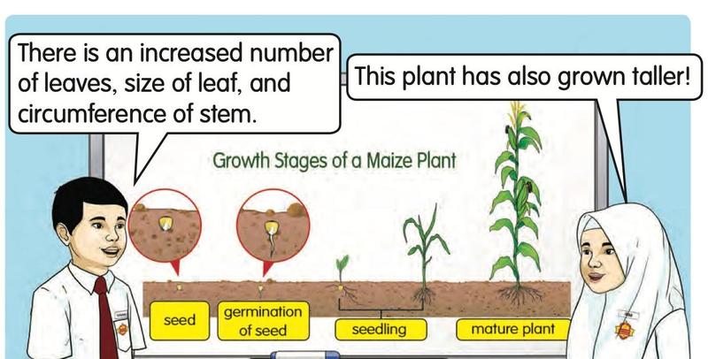 A pupil and a teacher looking at the growth stages of a maize plant: seed, germination of seed, seedling and mature plant
