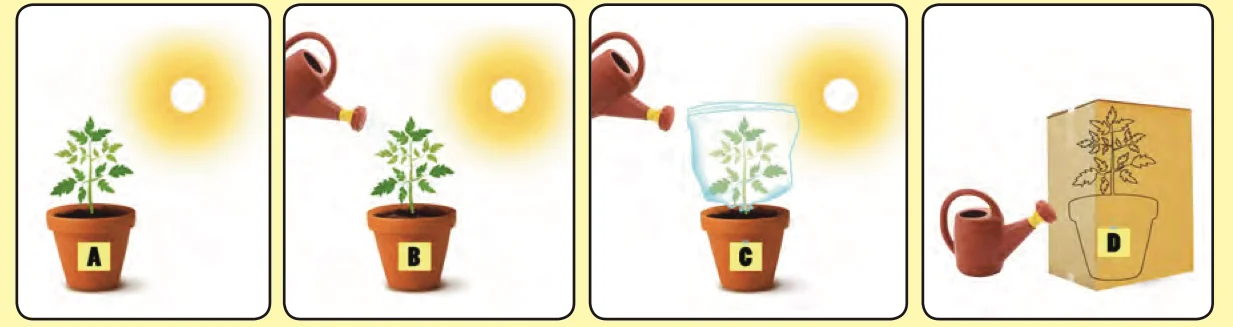 Four pots: A in sunlight with no water, B in sunlight with water, C in sunlight with water but covered by a plastic bag, D inside a box with water