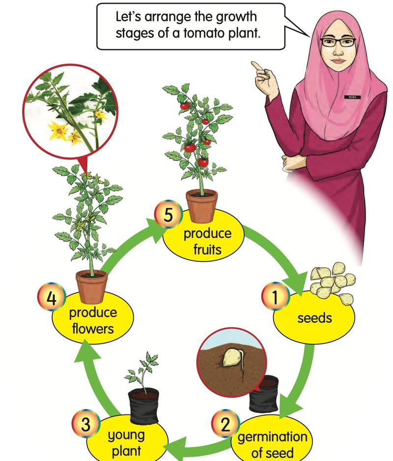 The five growth stages of a tomato plant in a circle, numbered 1 to 5: seeds, germination of seed, young plant, produce flowers, produce fruits