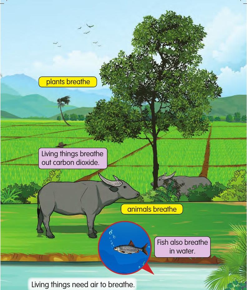 A tree, a buffalo and a fish; living things breathe