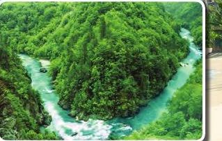 A river winding through green forest