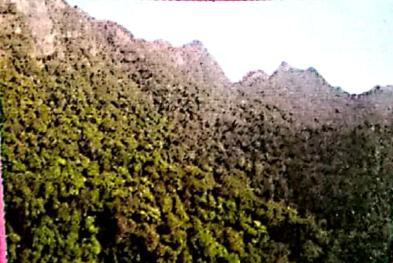 Hutan hijau di kaki bukit