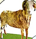 Seekor kambing biri-biri