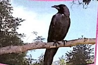 Seekor burung gagak hitam di atas dahan