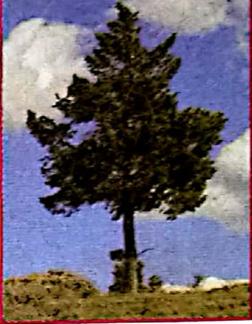 Sebatang pokok