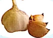 Bawang putih