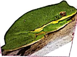 Seekor katak hijau