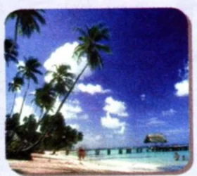 A sunny beach with palm trees