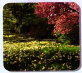 Green bushes and a tree with pink flowers