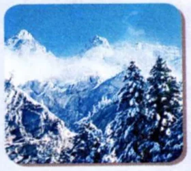 Snowy mountains and pine trees