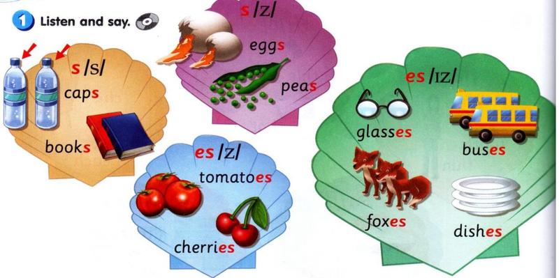 Shells: s /s/ caps, books; s /z/ eggs, peas; es /z/ tomatoes, cherries; es /ɪz/ glasses, buses, foxes, dishes