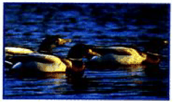 Birds swimming on water