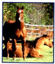 Two brown animals in a field