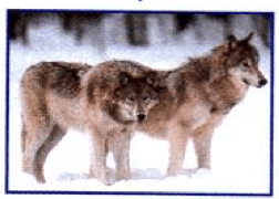 Two grey animals in the snow