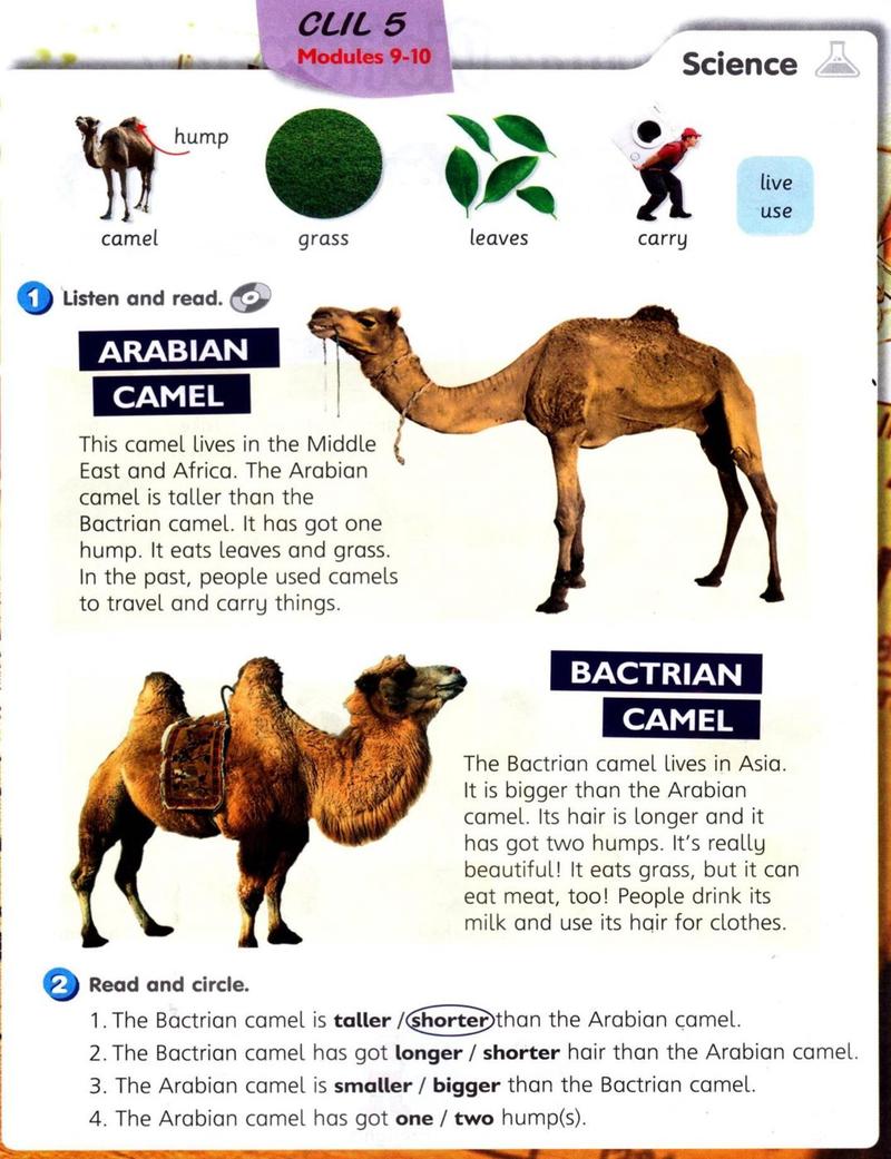 CLIL Science reading about the Arabian camel and the Bactrian camel