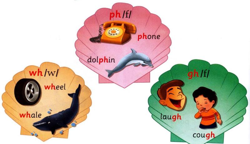 Shells: ph /f/ phone, dolphin; wh /w/ wheel, whale; gh /f/ laugh, cough
