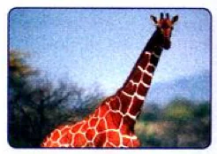 A tall animal with a long neck and brown patches