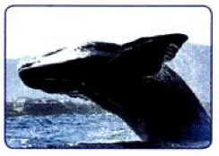 A big dark sea animal jumping out of the water