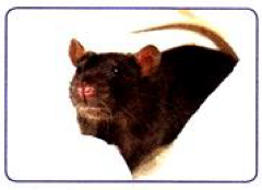 A rat