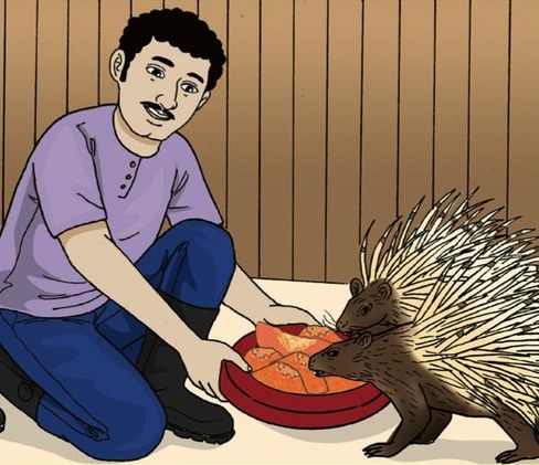 Encik Siva memberi dua ekor landak raya makan buah betik