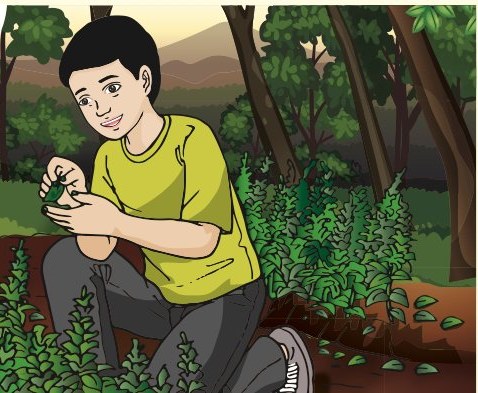 Nasri mengutip daun di taman herba